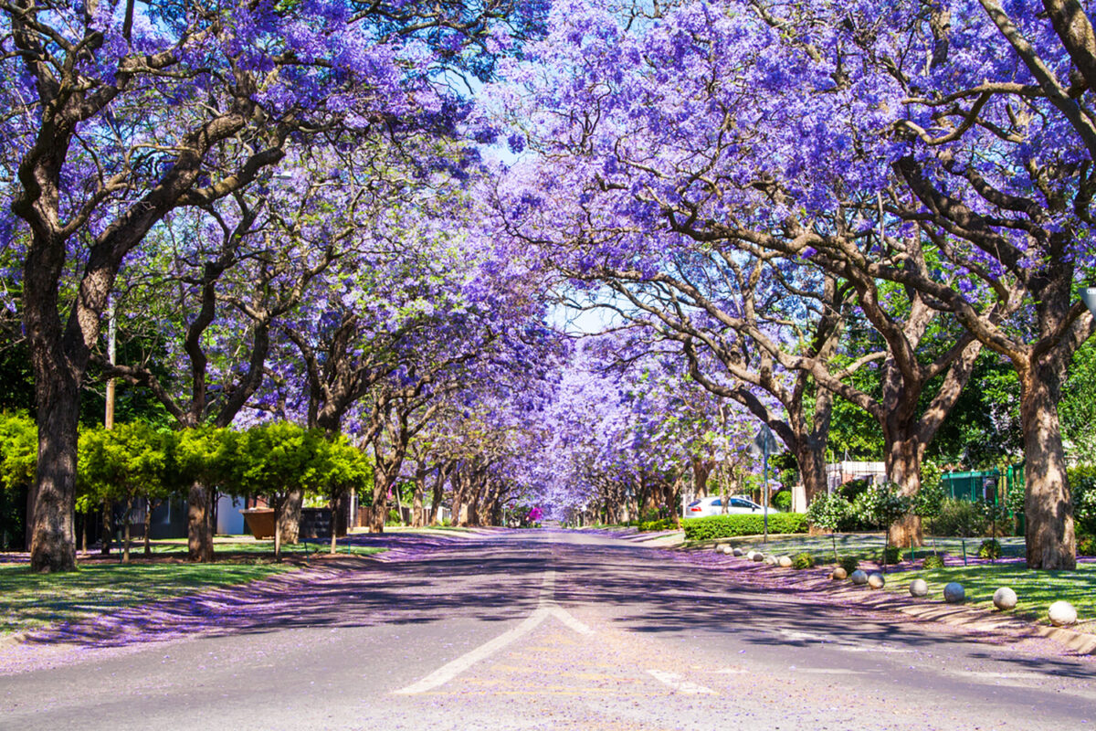 Street in Pretoria lined with beautiful purple Jacaranda trees