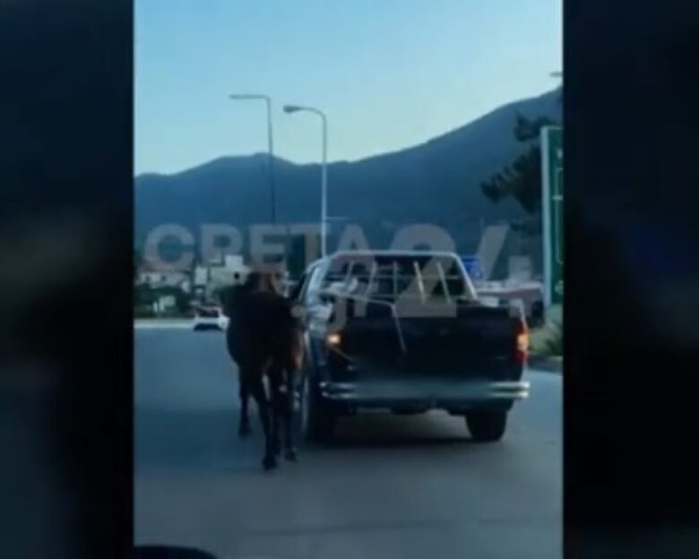 Hράκλειο: Οδηγός έδεσε άλογο με σχοινί και το έσερνε με αγροτικό – Το ζώο παραπατούσε και ήταν τρομαγμένο