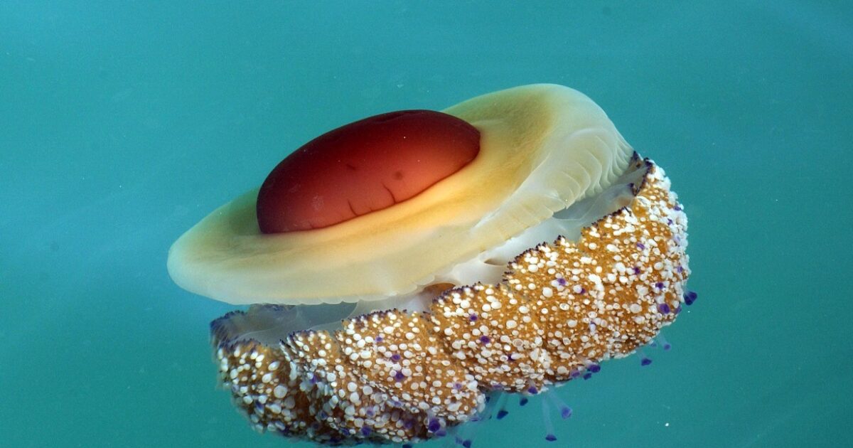 In exacerbation purple jellyfish on the Greek beaches – which is a serious problem