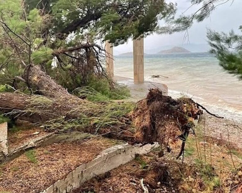 Καιρός: Δυνατό μπουρίνι ξερίζωσε δέντρα στα Μέγαρα – Εικόνες από το πέρασμα της κακοκαιρίας και σε Κόρινθο, Γιάννενα