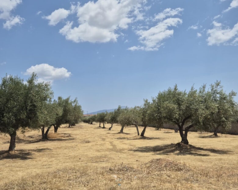 Στις 702.000 οι δηλώσεις καθαρισμών των οικοπέδων – 329 δήμοι συνδέθηκαν στην ψηφιακή πλατφόρμα