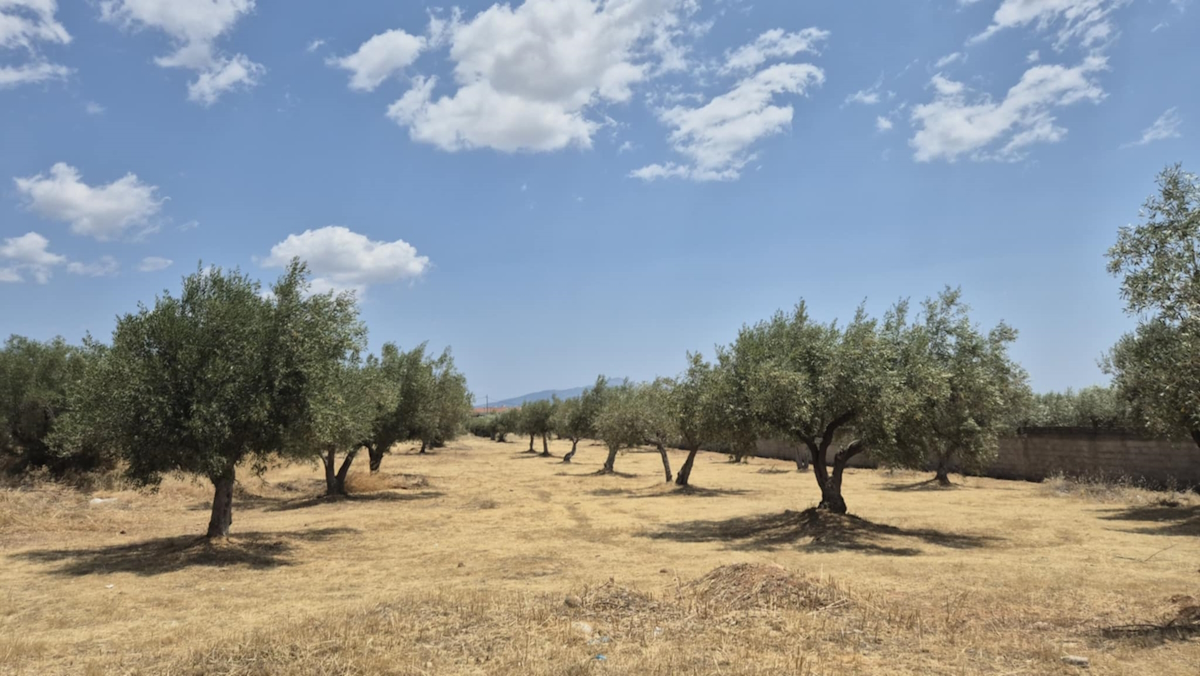 Καθαρισμένο οικόπεδο