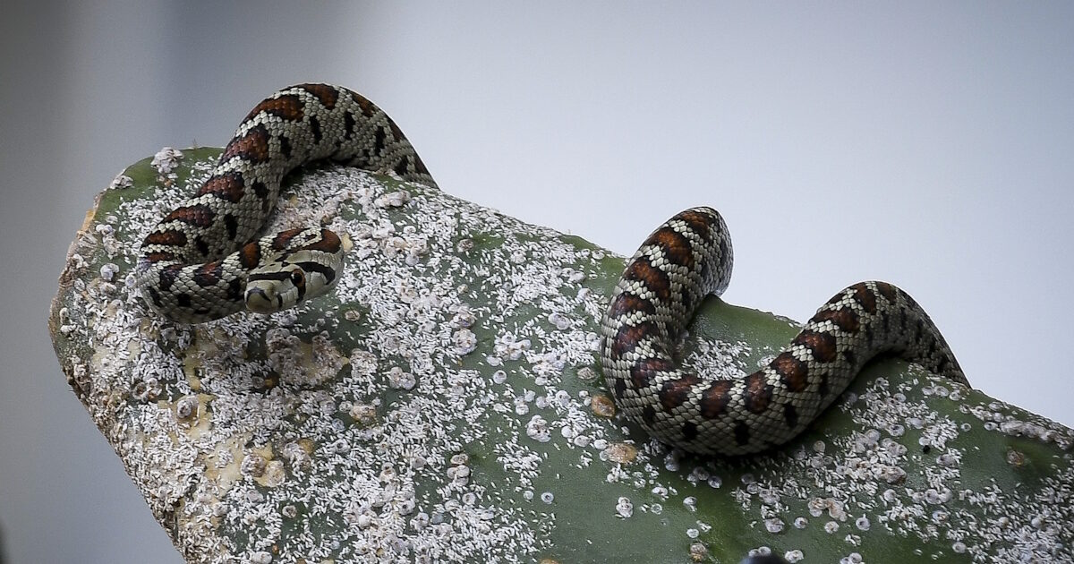 In the ICU of Lamia Hospital, a 16 -year -old is hospitalized after biting viper