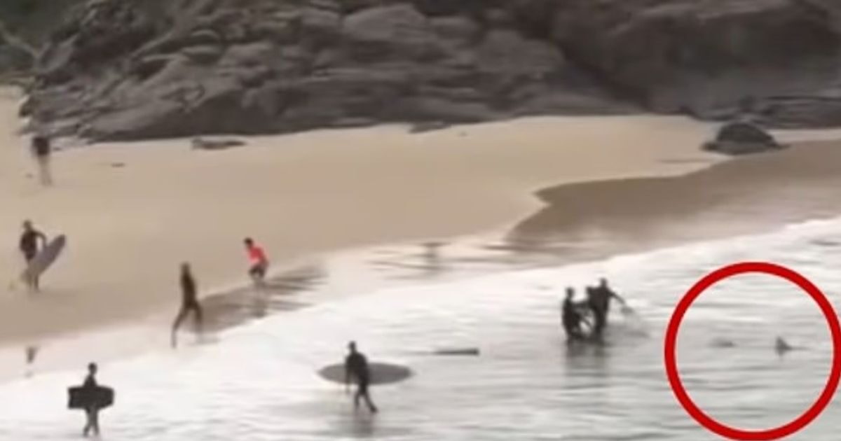 Australia: hero rescuer punching shark to save 16 year old – frame frame the attack