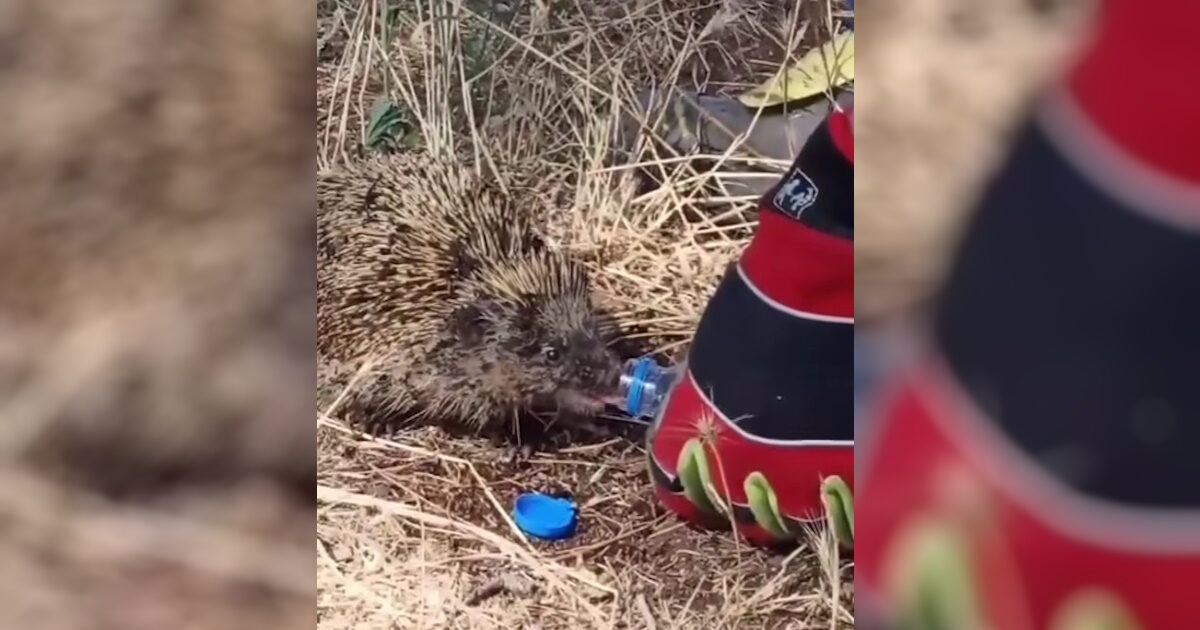 Firefighters save hedgehogs after fire extinguishing in Kilkis: Watch the moving video