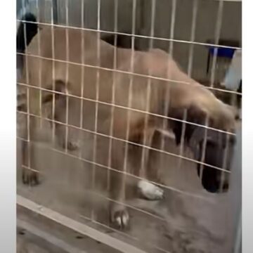 Σκύλος στην υπόθεση παράνομου εμπορίου ζώων στον Γέρακα