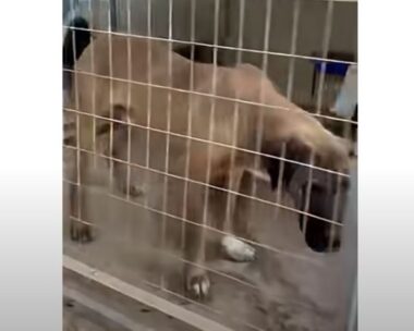 Σκύλος στην υπόθεση παράνομου εμπορίου ζώων στον Γέρακα