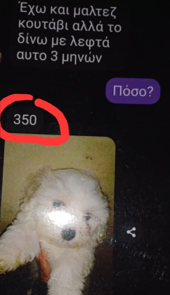 Photo with Maltese sold for 350 euros