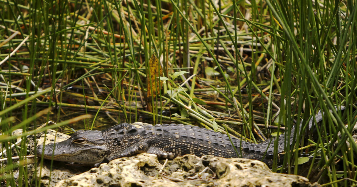 Trump launches “Alcatraz with alligators”: It will cost $ 450 million a year, up to 5,000 immigrants will be held