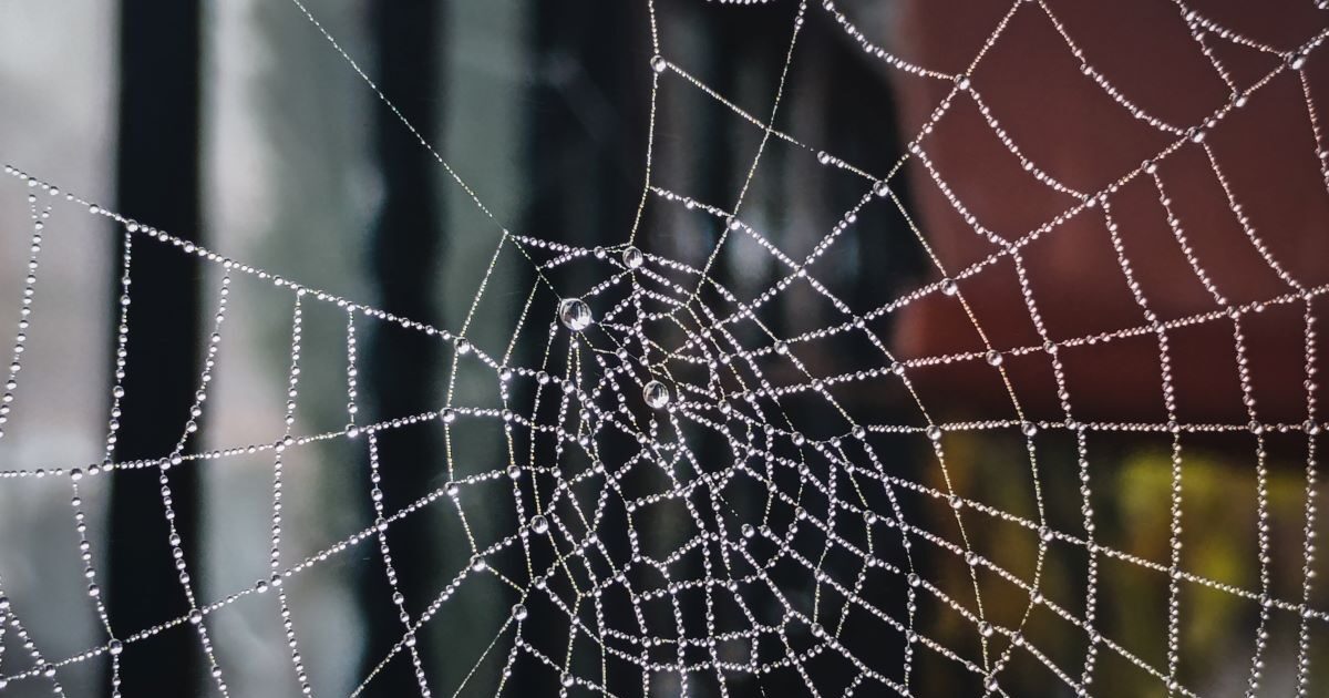 Trikala: At a man hospital stinging by a “black widow” spider