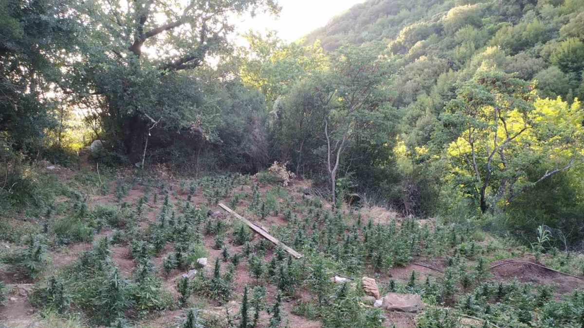 Φυτεία δενδρυλλίων κάνναβης