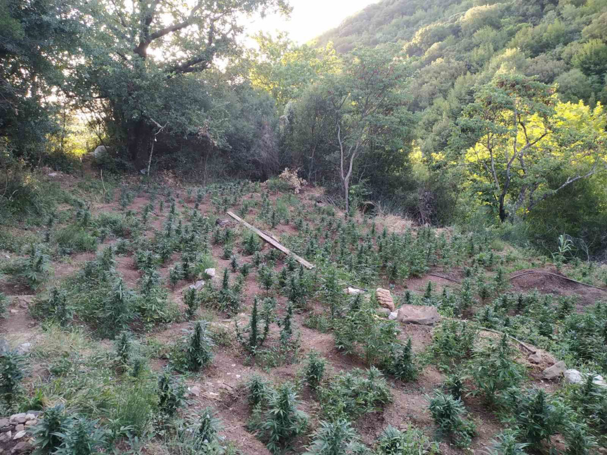 Φυτεία δενδρυλλίων κάνναβης