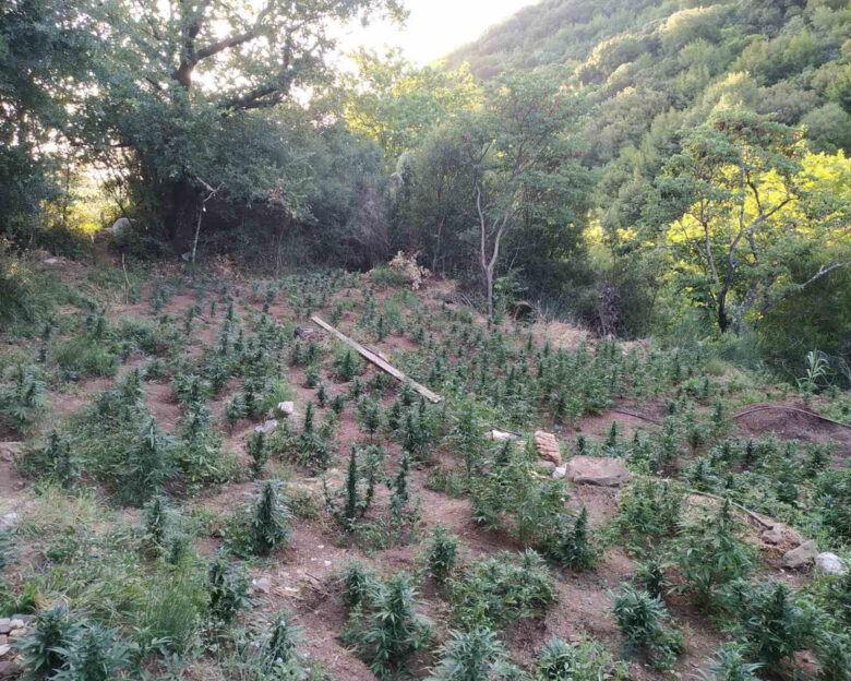 Εντοπίστηκε στο Ρέθυμνο φυτεία με 836 δενδρύλλια κάνναβης