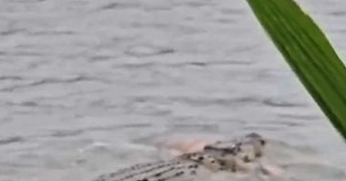 Indonesia: Crocodile swept 80 years while swimming and carrying his corpse