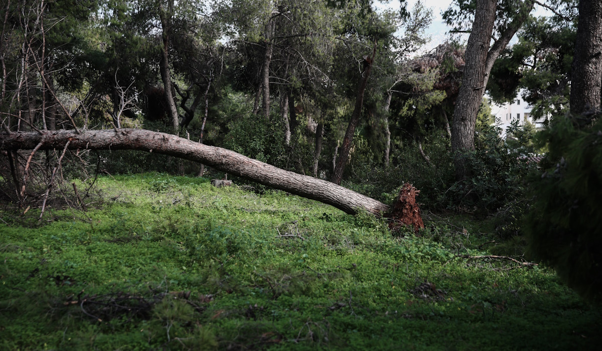 Πτώση δέντρου