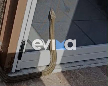 Φίδι στην Εύβοια
