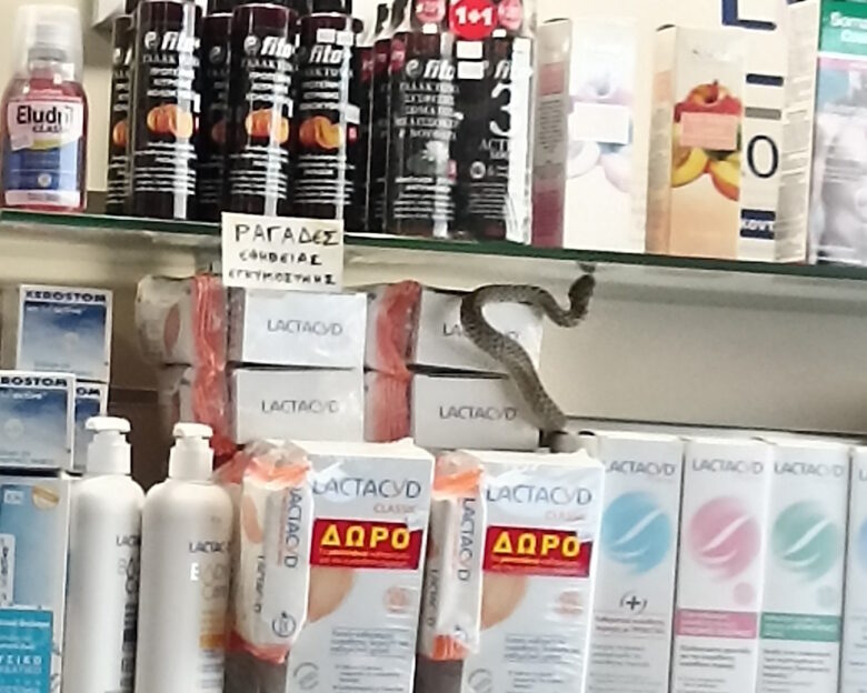 Θεσπρωτία: Φίδι «ψωνίζει» από τα ράφια φαρμακείου στους Φιλιάτες