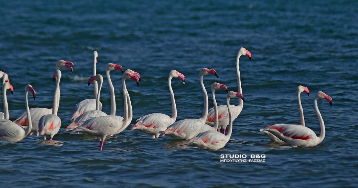 Magic in Nafplio: landed over 50 pink flamingos on the shores