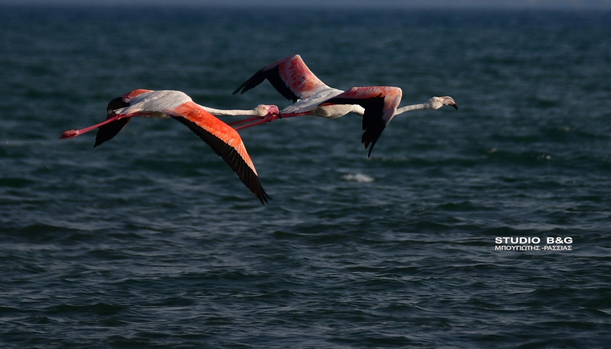 Flamingo