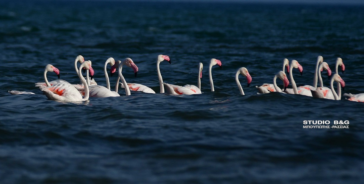 flamingko