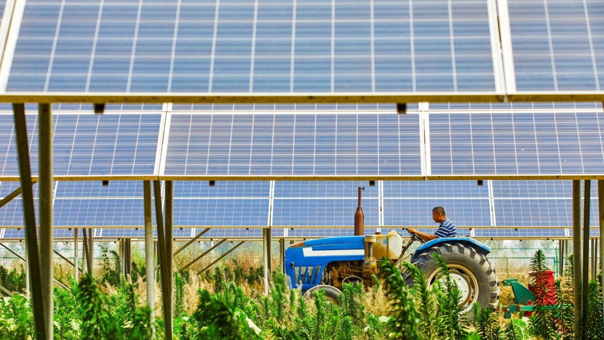 Farmers in solar photovoltaic districts are harvesting rice