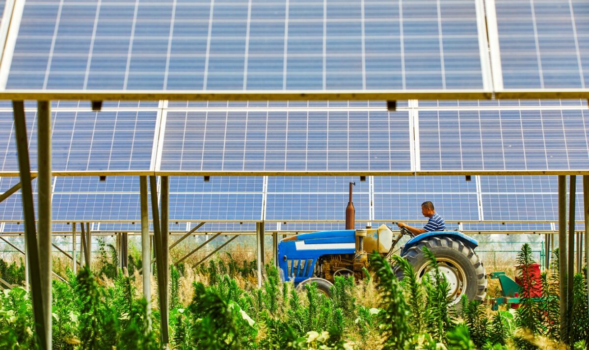 Farmers in solar photovoltaic districts are harvesting rice