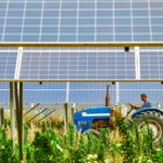 Farmers in solar photovoltaic districts are harvesting rice