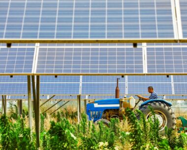 Farmers in solar photovoltaic districts are harvesting rice