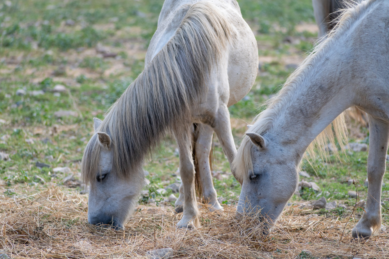 Skyrian horse (Equus caballus skyrianus) at Skyros island, Greece