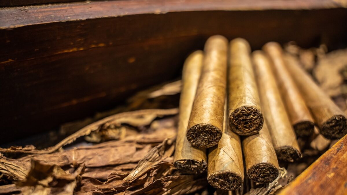 Close up of dried tobacco leaves and fresh hand rolled premium cuban cigars in the factory. The art of smoking culture. High quality 4k footage