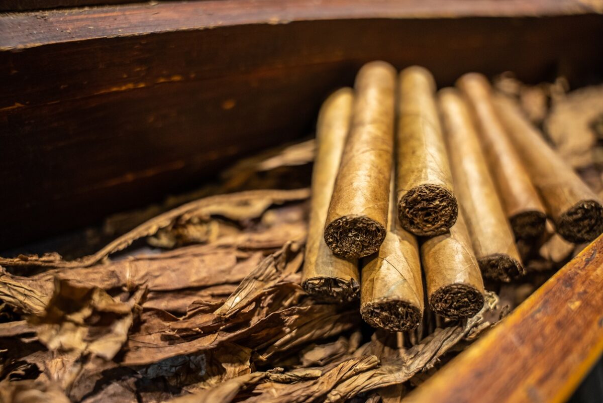 Close up of dried tobacco leaves and fresh hand rolled premium cuban cigars in the factory. The art of smoking culture. High quality 4k footage