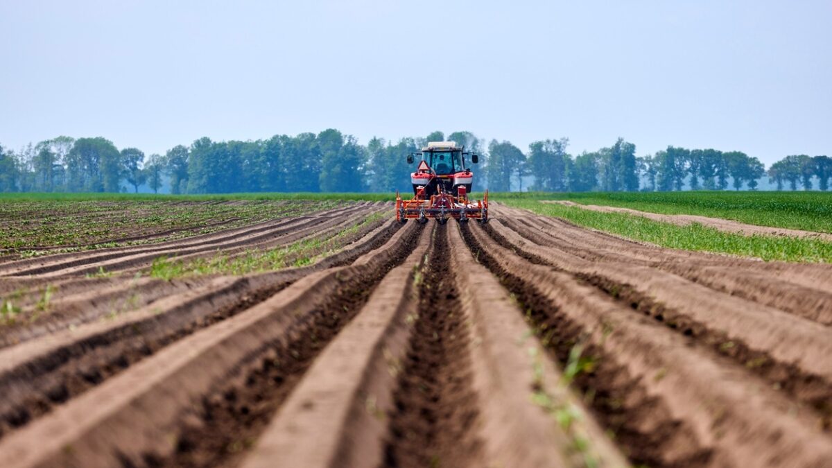A tractor works the Agriculture potato Field on a summer day