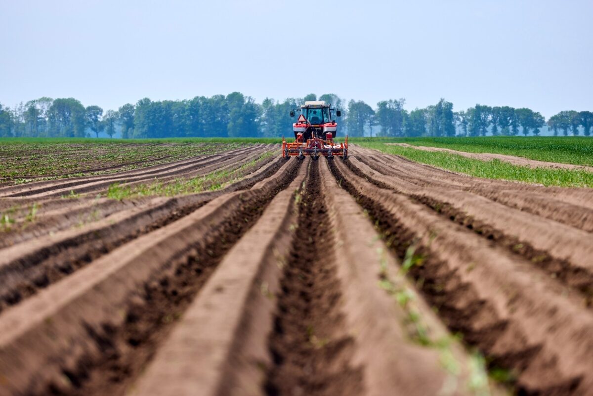 A tractor works the Agriculture potato Field on a summer day