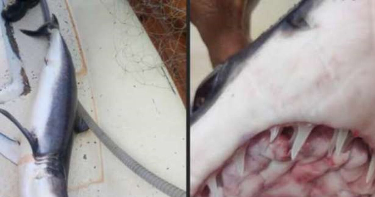 Unique Image in Euboea: Fisherman caught shark