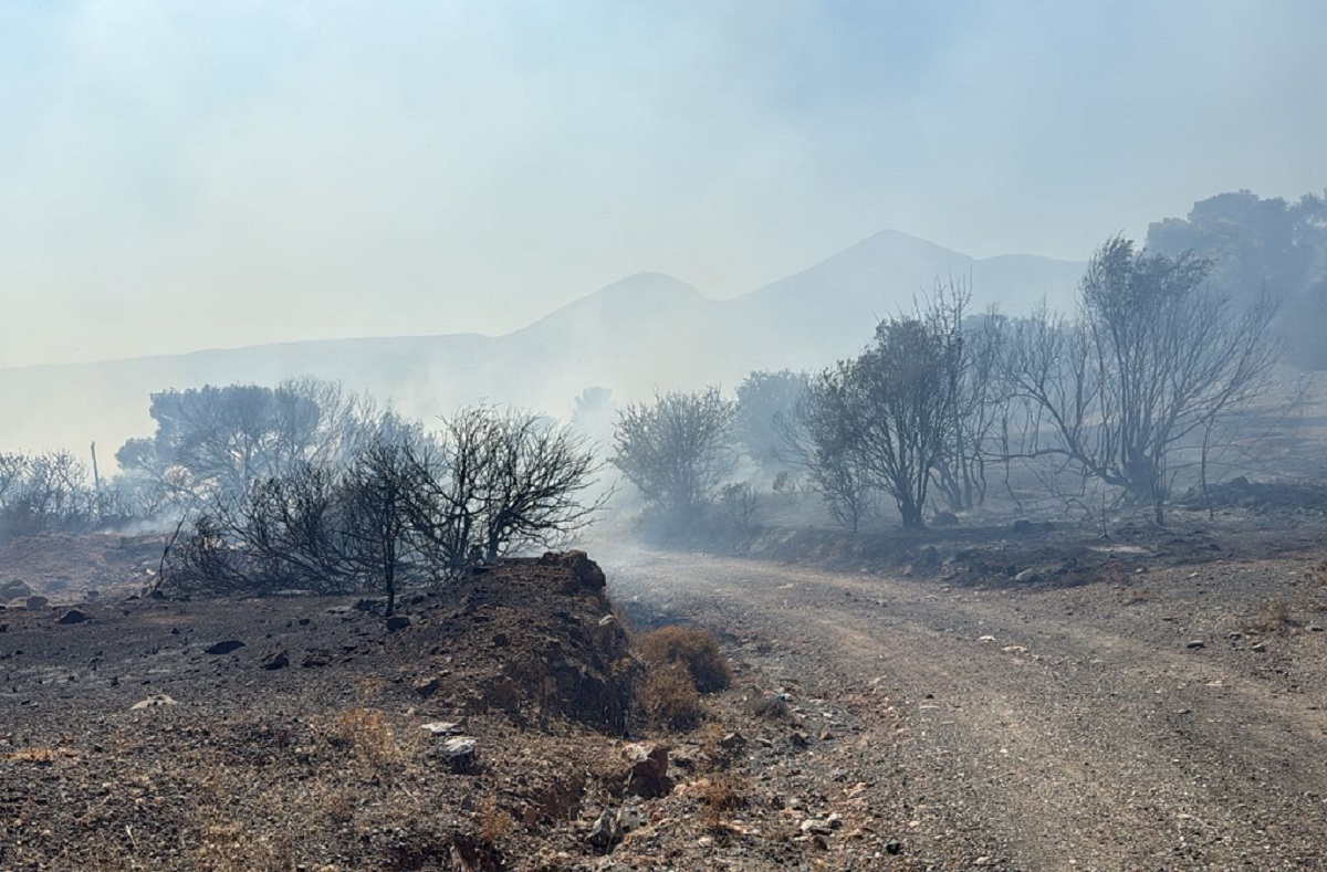 Βίντεο από τη στιγμή που ξέσπασε η φωτιά στο Κορωπί – Η κολόνα ρεύματος και το ακαθάριστο οικόπεδο
