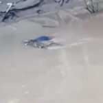 Κροκόδειλος άρπαξε 15χρονο στην Ινδονησία