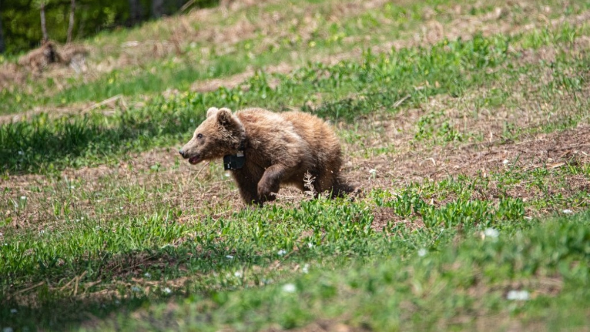 Arcturo