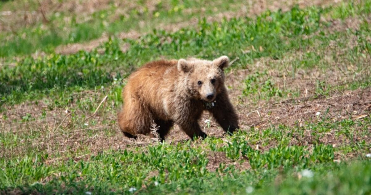 Released the orphan teddy bear found in a house yard in Kozani: Watch video of its reintegration