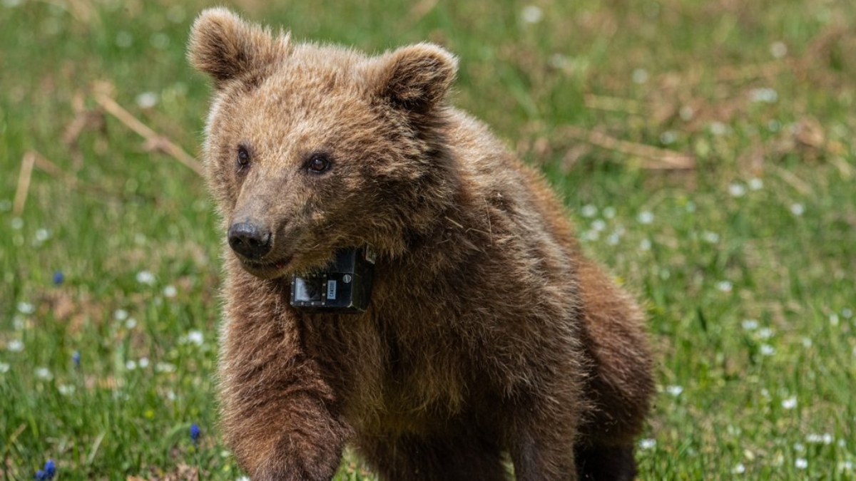 Bear