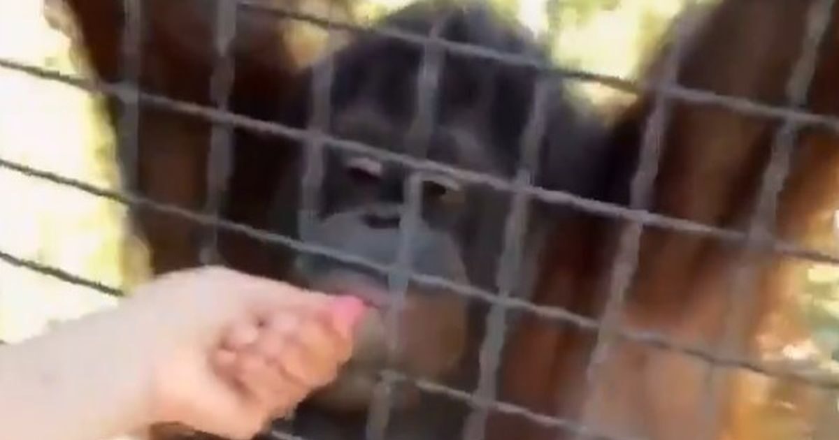 Σάλος με Ρωσίδα μποξέρ που βάζει ηλεκτρονικό τσιγάρο στο στόμα ουρακοτάγκου στην Κριμαία