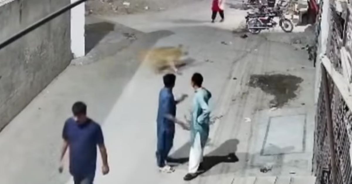 Pakistan: Video Since the Lion escapes its owners and rushing to a woman and child
