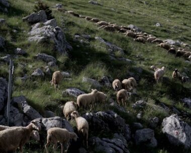 ΦΩΤΟΓΡΑΦΙΑ ΑΝΤΩΝΗΣ ΝΙΚΟΛΟΠΟΥΛΟΣ