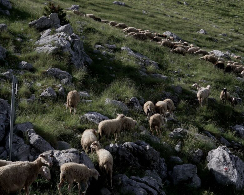 Θηριωδία στη Σέριφο: Κλείδωσαν 27 πρόβατα να πεθάνουν από δίψα σε εκκλησάκι