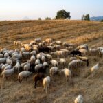 Κοπάδι προβάτων