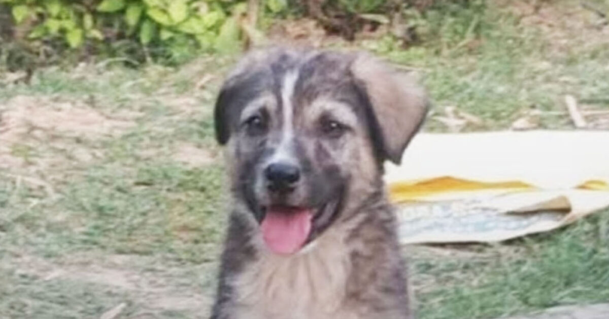India: “Hero” dog saves 67 people from landslide