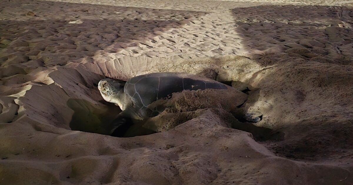 Green turtle first came out on a Naxos beach to give birth: Watch video