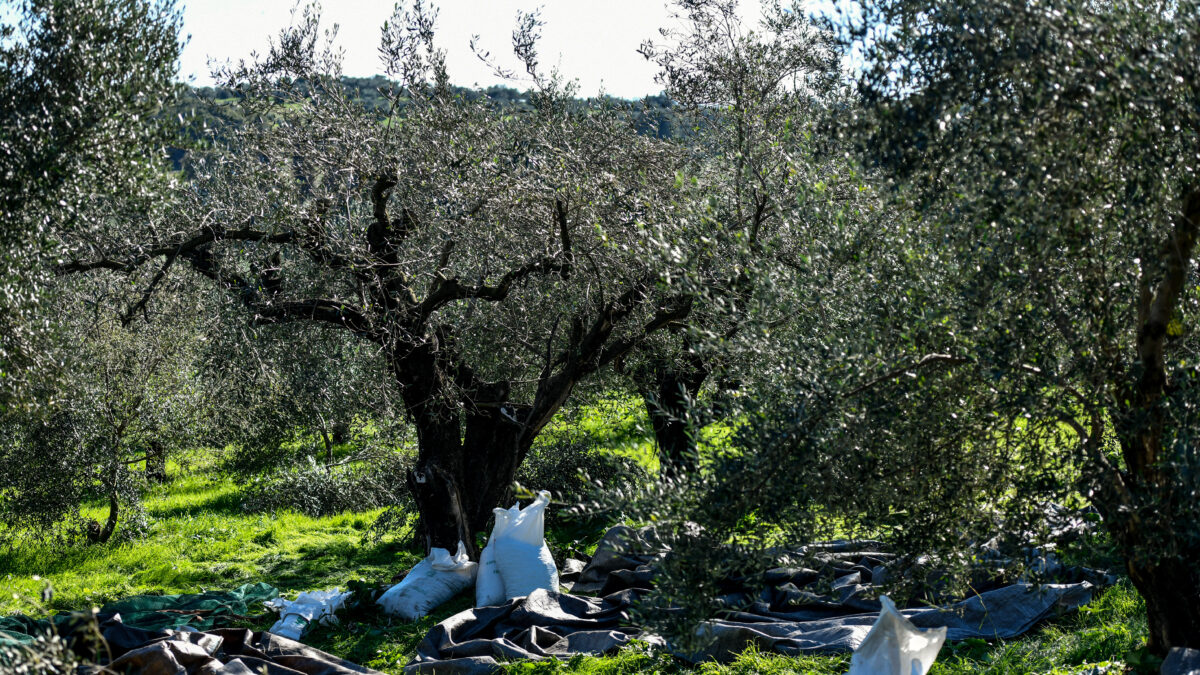 Εργασίες συγκομιδής ελαιοκάρπου. Πέμπτη 25 Νοεμβρίου 2021 . (ΓΙΩΡΓΟΣ ΕΥΣΤΑΘΙΟΥ