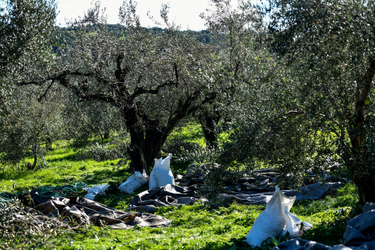 Εργασίες συγκομιδής ελαιοκάρπου. Πέμπτη 25 Νοεμβρίου 2021 . (ΓΙΩΡΓΟΣ ΕΥΣΤΑΘΙΟΥ