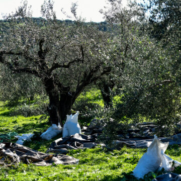 Εργασίες συγκομιδής ελαιοκάρπου. Πέμπτη 25 Νοεμβρίου 2021 . (ΓΙΩΡΓΟΣ ΕΥΣΤΑΘΙΟΥ