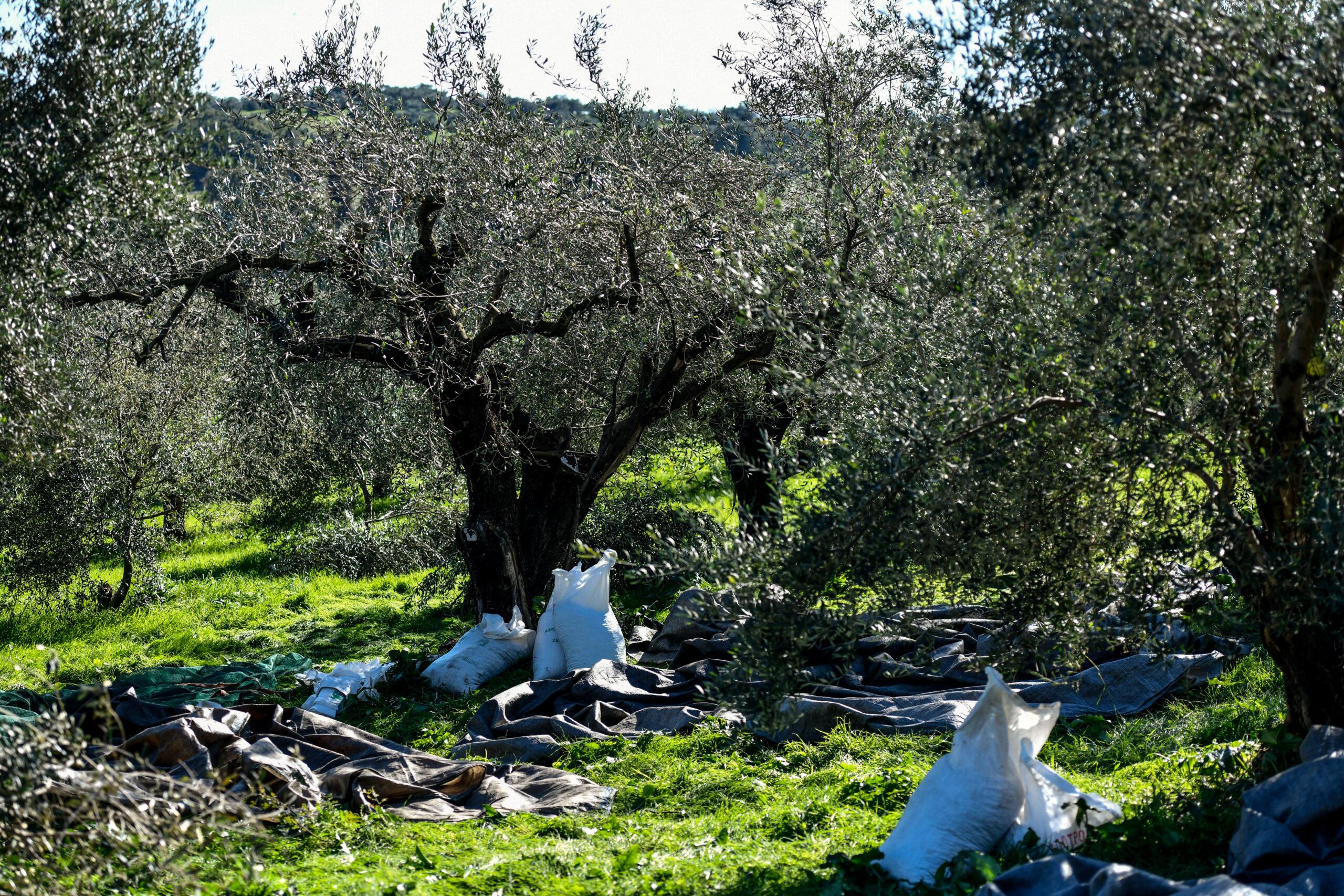Εργασίες συγκομιδής ελαιοκάρπου. Πέμπτη 25 Νοεμβρίου 2021 . (ΓΙΩΡΓΟΣ ΕΥΣΤΑΘΙΟΥ